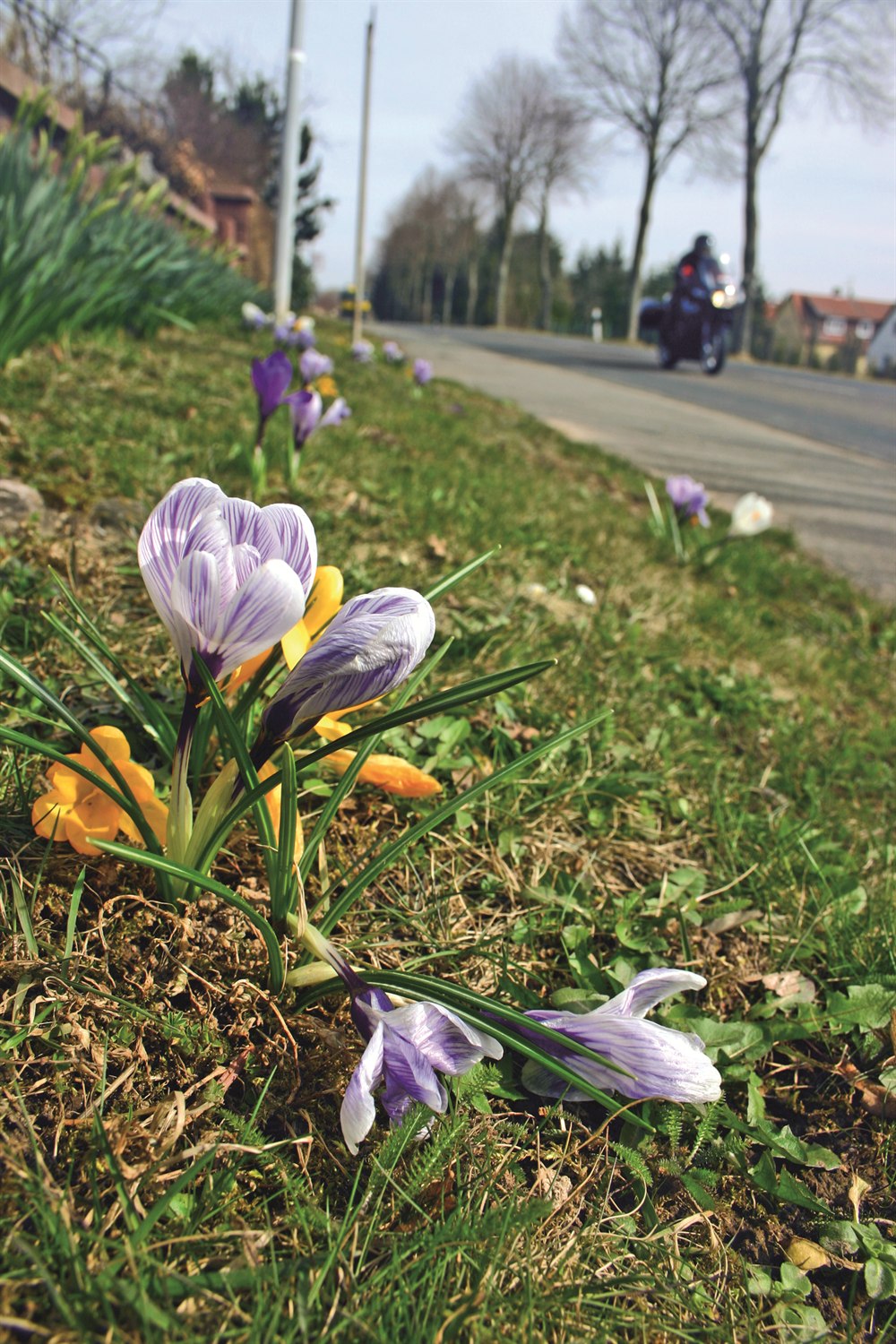 Krokusse am Straßenrand, dahinter ein Motorrad auf einer Allee