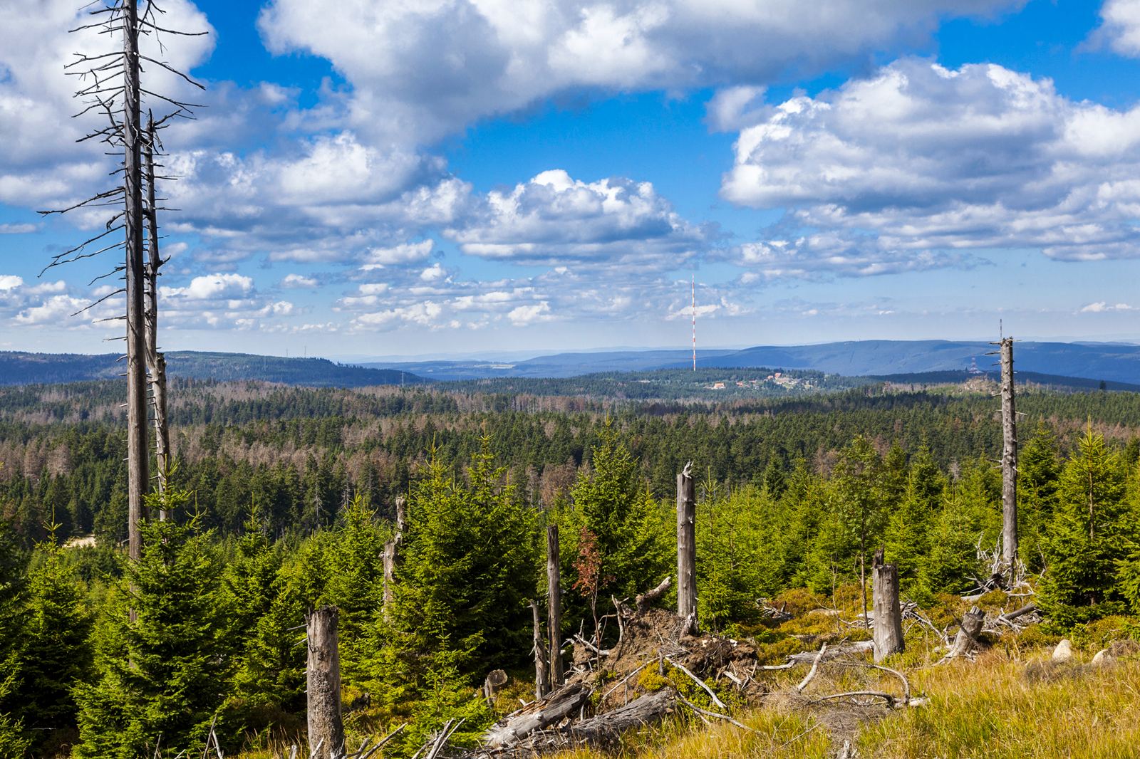 Tote Stämme, graue Stümpfe, dazwischen kommt von selbst etwas nach. Seit 2018 hat der Nationalpark über 11.600 Hektar Fichtenwald verloren — rund neunzig Prozent des Bestandes. Tote Stämme, graue Stümpfe, dazwischen kommt von selbst etwas nach. Seit 2018 hat der Nationalpark über 11.600 Hektar Fichtenwald verloren — rund neunzig Prozent des Bestandes.
