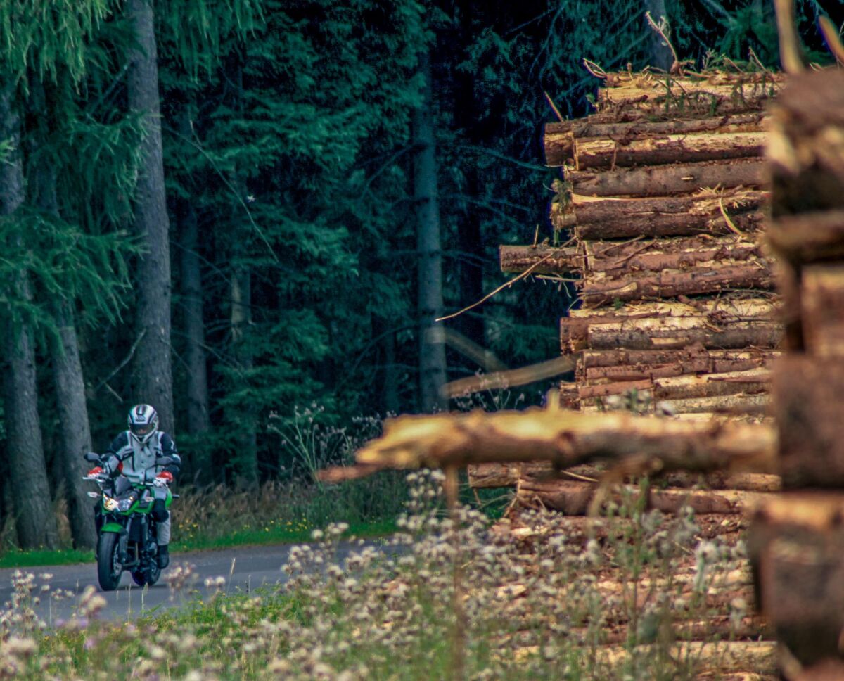 Im Wirtschaftswald wird geräumt und neu gepflanzt, im Nationalpark bleibt der Stamm liegen. Zehn bis vierzig Jahre dauert das, je nachdem, was am Ende stehen soll. Im Wirtschaftswald wird geräumt und neu gepflanzt, im Nationalpark bleibt der Stamm liegen. Zehn bis vierzig Jahre dauert das, je nachdem, was am Ende stehen soll.
